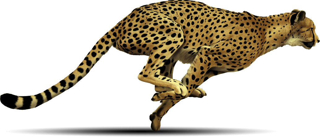 cheetah